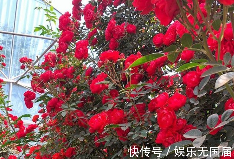 花朵|淘汰月季吧！阳台栽上“此花”，花朵艳、香气浓，还好养