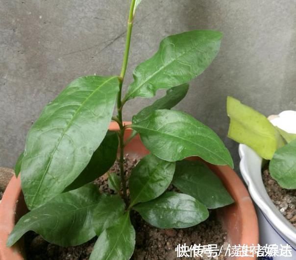 白雪花|以前只知道有蓝雪花,原来还有白雪花、红雪花,你都见过吗