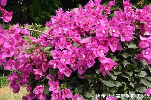 4种花,可不能惯养,赶紧搬出去,越狠狠晒,越开花满枝头!