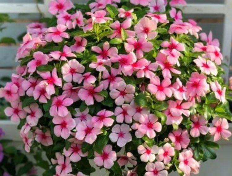 “4种花”全年都开花,国色天香,雍容华贵,惹人喜爱