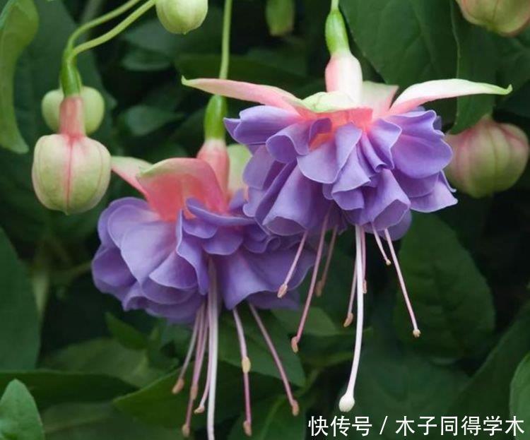 如此漂亮的几种花,花形别致,不用费心,就能长的特别好