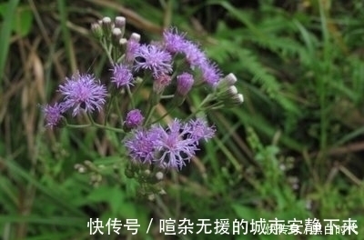 泡水|“识得夜香牛,失眠不用愁”,隔三差五泡水喝,一觉睡到大天亮