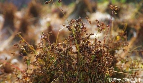 糖尿病|不要等血糖高了才发慌,这些食物每天吃点,防糖尿病平稳血糖