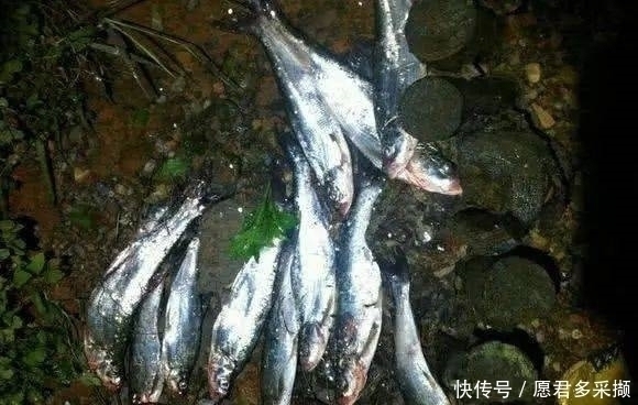 翘嘴|介绍一种万峰湖当地人钓翘嘴鱼的独特方法