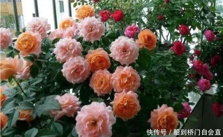 4种花养家里，花朵漂亮，让人赏心悦目，越来越多人在养！