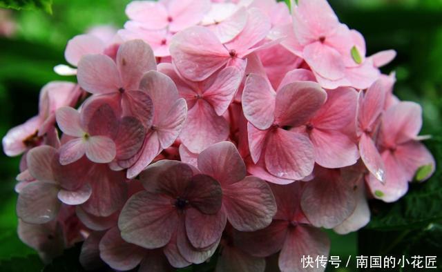 朱顶红|3种花非常好养,简单一养就爆盆,花色丰富四季开花,谁养谁喜欢