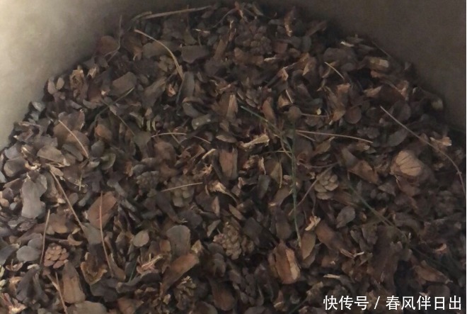 怎么让养花更富有趣味?多收集松果,学着这般处理