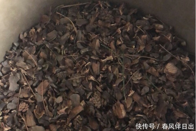  怎么让养花更富有趣味？多收集松果，学着这般处理