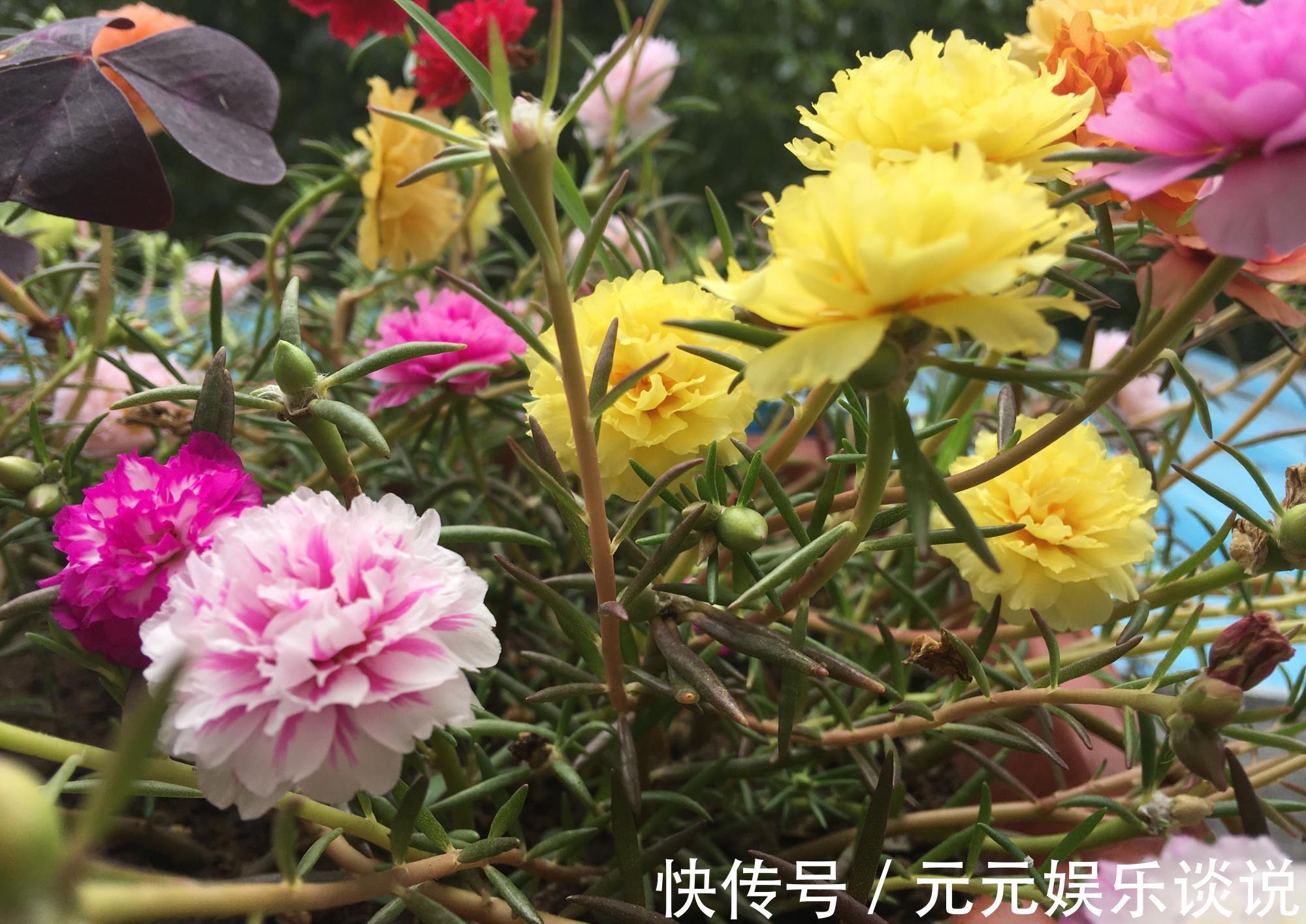 阳台上|太阳花怎么过冬?用一种方法,顺利过冬,来年开花更多更美