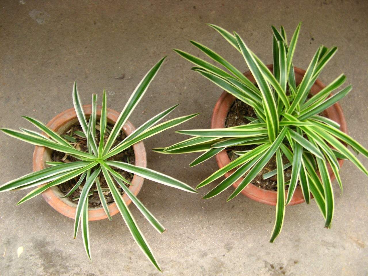 入秋后,吊兰怎么养只需“剪一刀”,新叶疯长,胜过每天施肥!