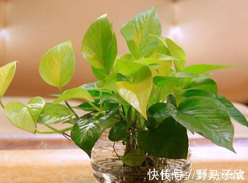 空气植物|世界上那些能净化空气植物，清新空气一把好手，家里办公室都能养