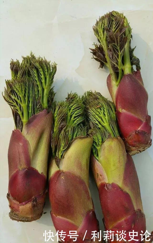 那些年吃过的野菜!农村真正的野味!