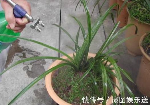 植料|秋天养兰花,浇水“难度大”,掌握小技巧,秒变兰花达人