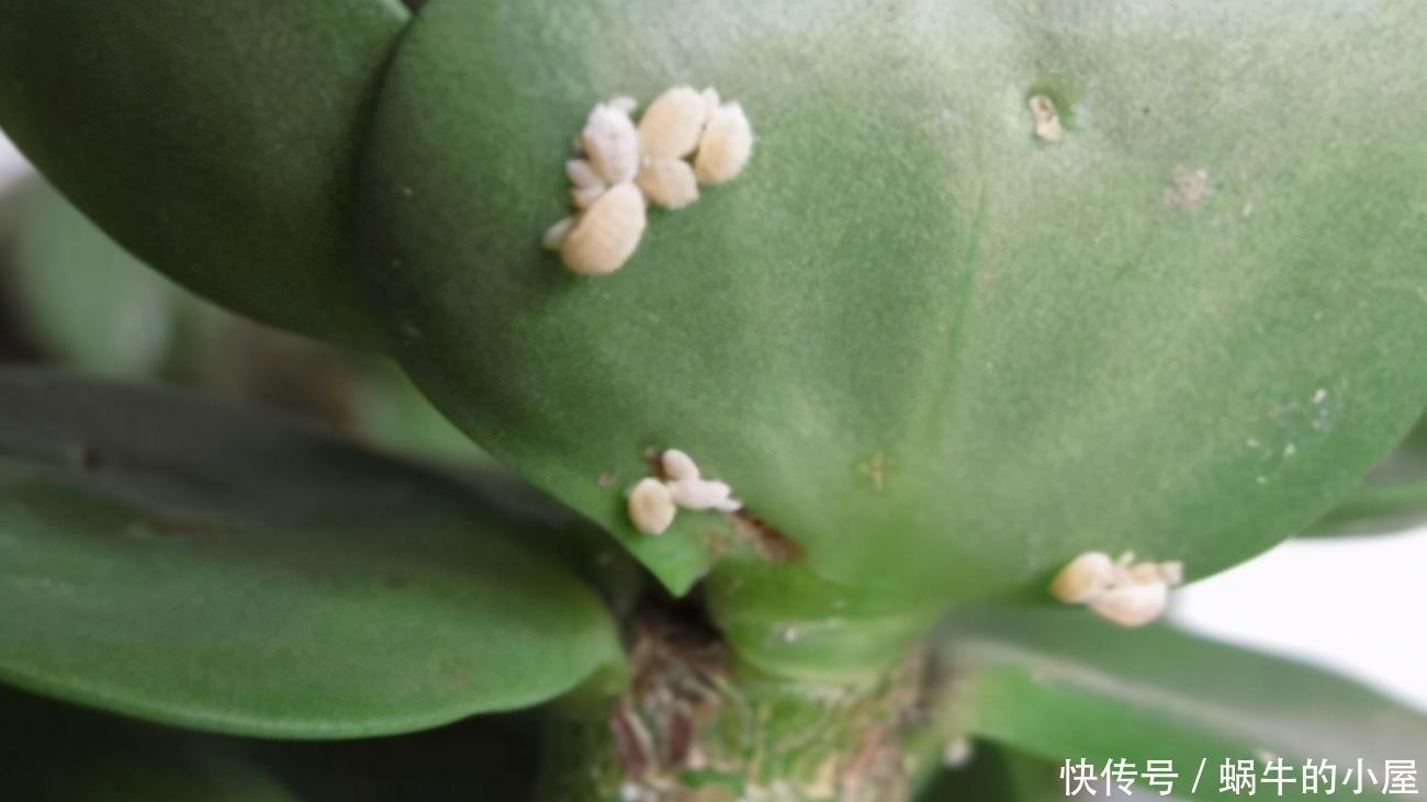 春天养花三种虫子难杀死,掌握它们的“消灭诀窍”,才能彻底杜绝