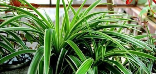 卫生间有异味,就养3种花,吸潮、祛味,还美观