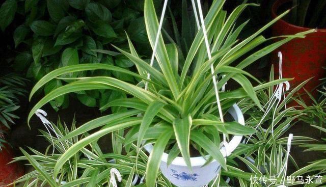 养花施肥别再用土方法了,这3种物质才是最有效的