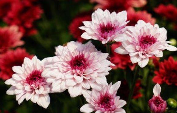 花姿|从7月8日开始，家养此款花卉，花姿妖娆，花朵清新优雅