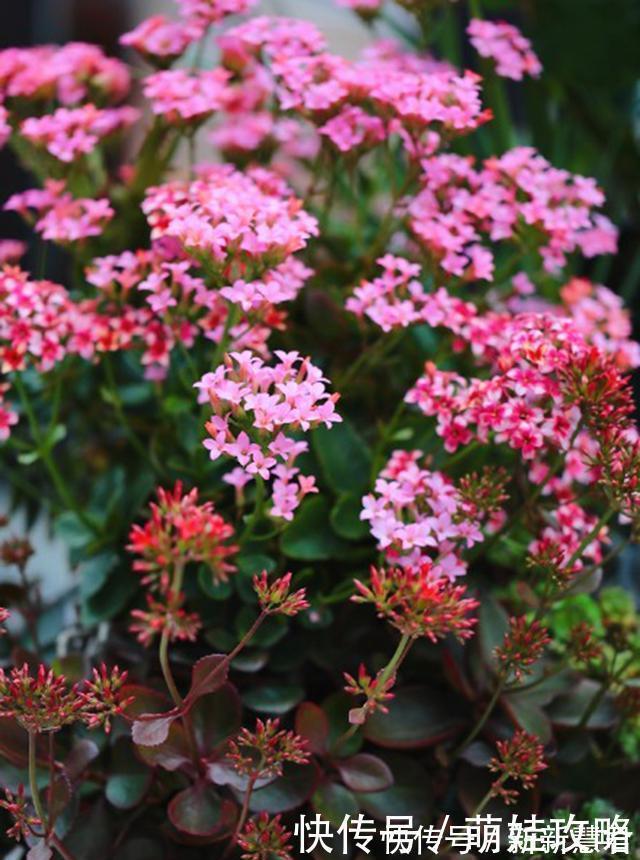 大花飞燕草|聪明人都在养的五种花，花期长、寓意好，花开一簇簇，好看极了！