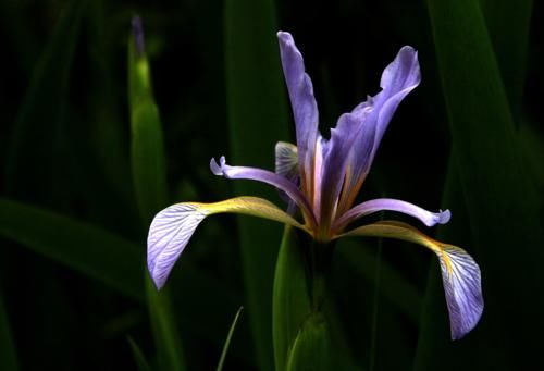 “马兰花马兰花，风吹雨打都不怕”，童谣马兰花究竟是什么花？