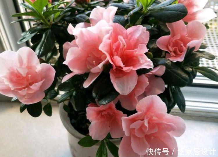 几款花卉养在家里，花色繁多易爆盆，娇艳欲滴