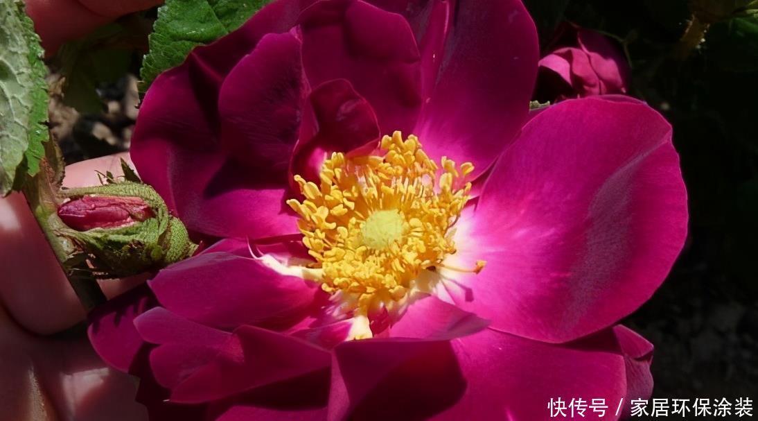 20款紫色月季品种。浓香、抗病非常好养,天然紫色唯美盛开