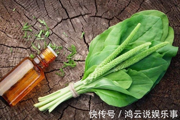 车前草|农民无人问津的车前草,却有3个突出功效,现在知道还不算迟!