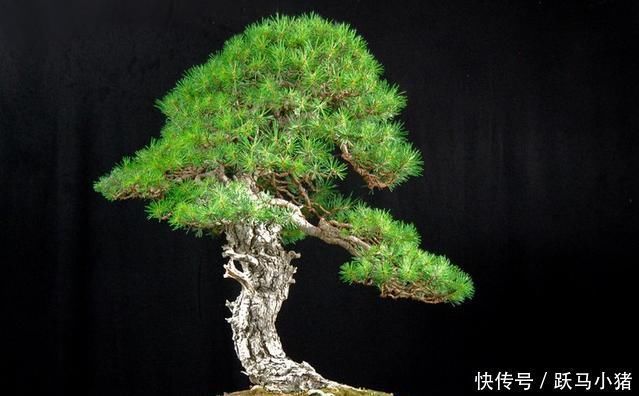 烂根|家居养花往花盆加这东西,再也不会烂根黄叶,很容易爆盆