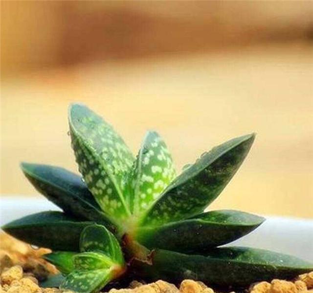 4种“招财肉”，个个有招财进宝的美好寓意，易养还好看