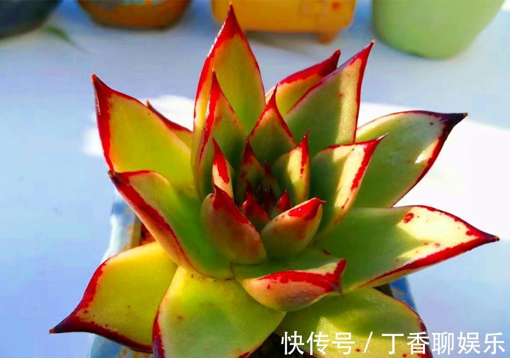 养护|多肉新手养护清单，好养好看爱出状态的多肉，是最好选择