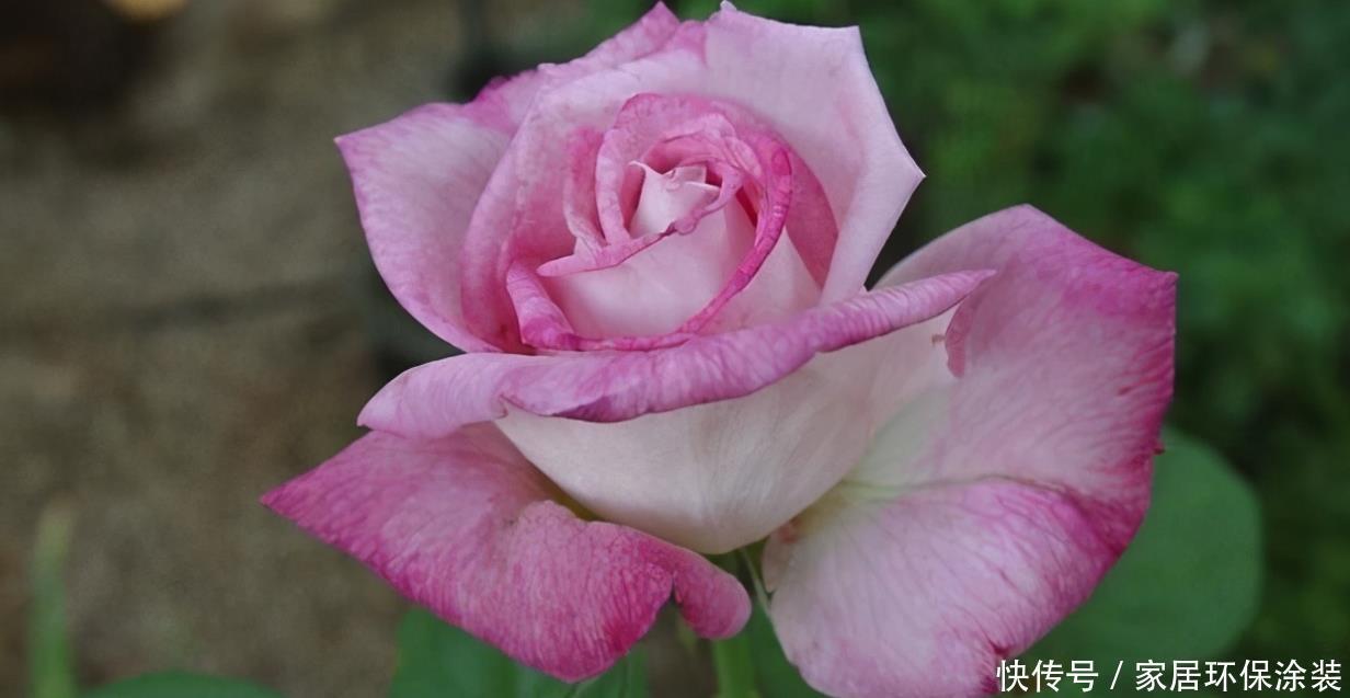 20款紫色月季品种。浓香、抗病非常好养,天然紫色唯美盛开