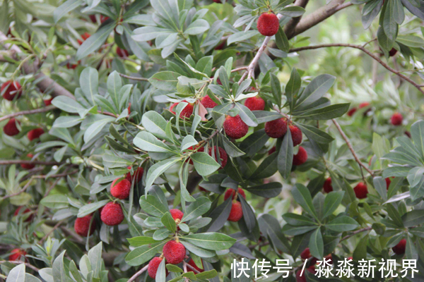 杨梅|女性多吃此物,可以延缓衰老、改善肠道,胃口一天比一天好