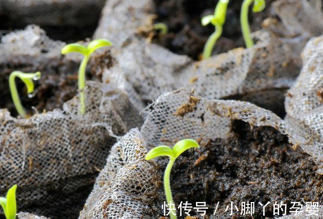 要想盆栽花卉长的旺，万能土不能少