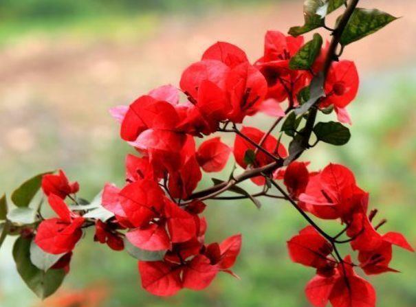 几种花养家里,寓意超好的,福旺运旺财更旺,开花吉祥