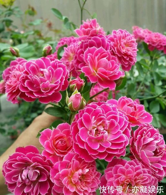 新手养花,不妨试试这几款,比绿萝还好养,郁郁葱葱,四季常开花