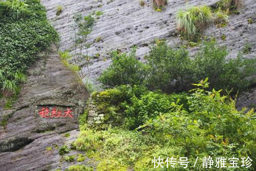 黄山迎客松|中国4棵“名贵”的树：除了黄山迎客松，你还知道几棵？