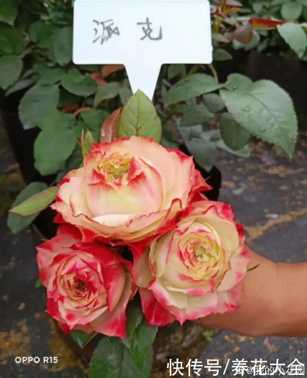 月季|8种花，现在快施肥，秋天开出满树花