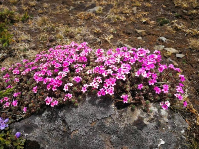 生物|杨向红镜头下的玉龙雪山奇花异草，见证了丽江生物多样性之美