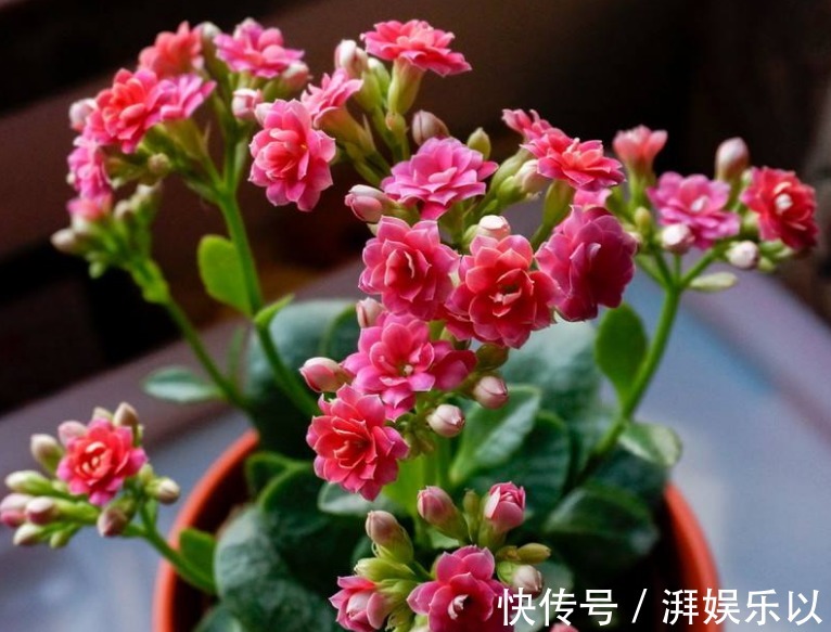 养长寿花,记住2个“要领”,次次开花“爆盆”,一开就是120天