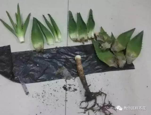 白根|君子兰芦荟烂根，切一刀谅一晾，10天又能长出大白根！