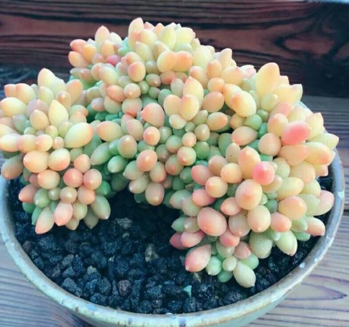 多肉要想出状态，闷养不可取，满足三个条件，新手轻松养出美状态