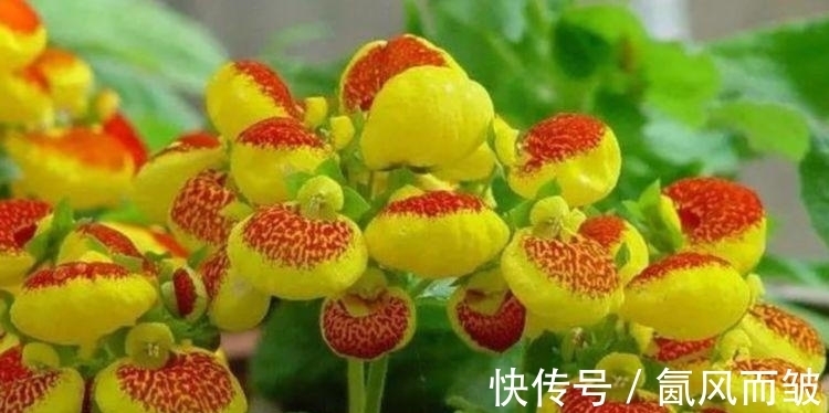 几种花养家里，事业蒸蒸日上，漂亮又好养，空气清新助睡眠！