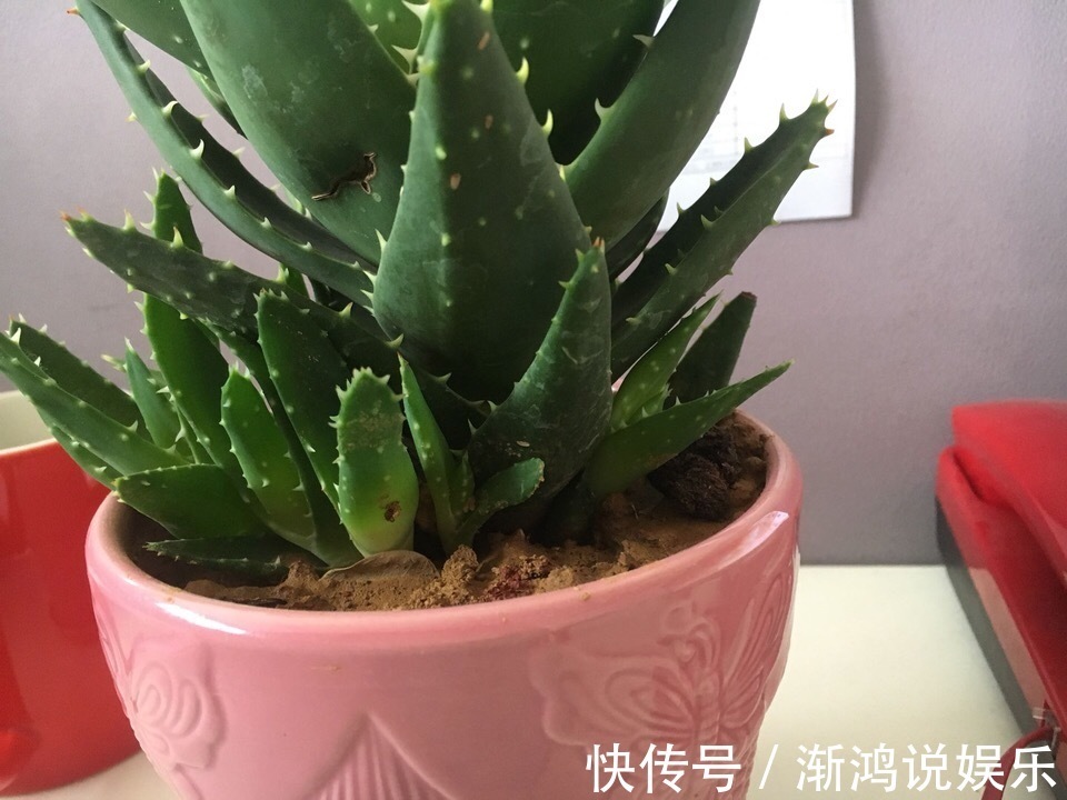 秋天|秋天来了，养芦荟做个“小手术”，从头再来！小苗“塞满”花盆