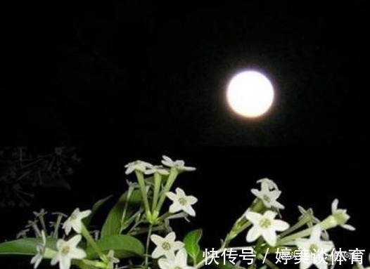 夜来香|临近夏天蚊虫变多了,这3种花香蚊虫最怕,一家老小都能安心度夏