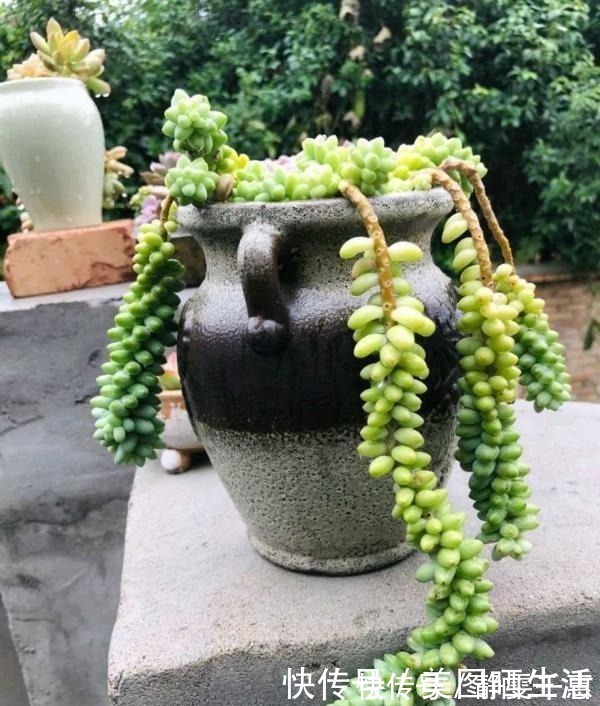 普货|她养多肉,专选“大普货”,养成独特“怪老桩”,大家都夸赞!