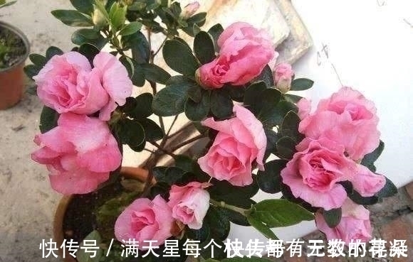 此种“液体”黏糊糊,家家都倒掉,殊不知用来养花,却是“宝”