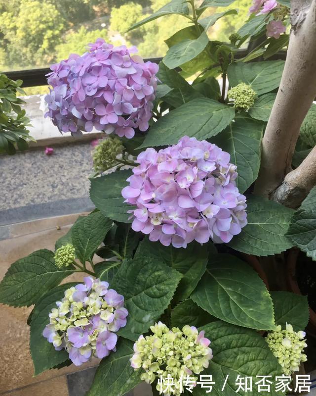 特别好养|养花技巧:折腾不死的25种花,咋养都爆盆,懒人最适合