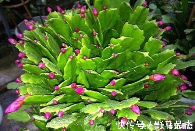 蟹爪兰喷点这个水，叶片杠杠厚，呼呼冒新芽，10年不烂根