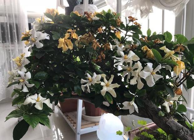 发酵|新人养花没经验不用担心,用它们浇花轻松搞定肥料难题