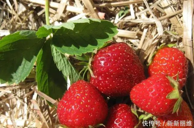 膳食纤维|女人不想大肚子,多吃4种“零嘴”,减脂瘦身,效果比“跑步”好