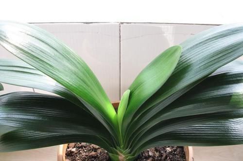 花盆|君子兰不开花?2种废料埋盆里,花箭蹭蹭冒,开花2个月